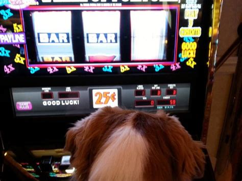 little dog casino.